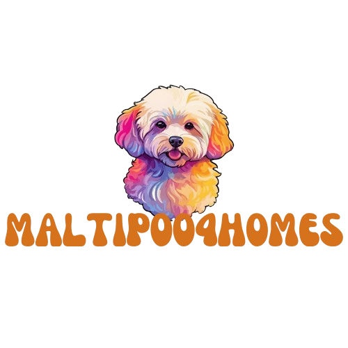 Maltipoo 4 Homes